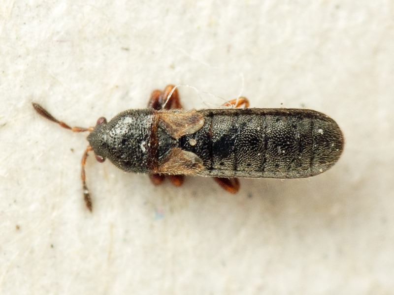 Dimorphopterus spinolae (Signoret, 1857)